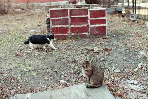 Buddies, Fluffy and Mitzy in the yard.